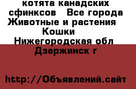 котята канадских сфинксов - Все города Животные и растения » Кошки   . Нижегородская обл.,Дзержинск г.